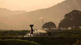 Could Rising CO2 Levels Trigger a Nutritional Crisis?